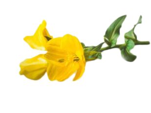 Huile d'onagre à Reduslim