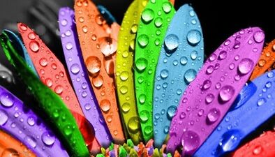 Comment perdre du poids avec le régime 6 pétales